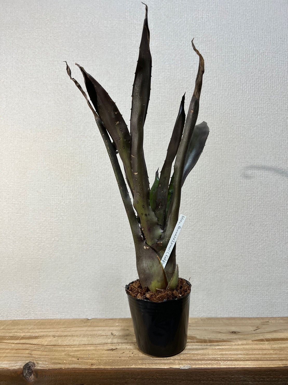 B23. 大株 ▽Hohenbergia pennae x lemei (Red Clone