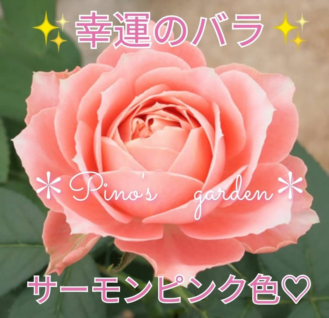 メルカリshops サーモンピンクのカップ咲き バラ苗 切り花品種 挿し木