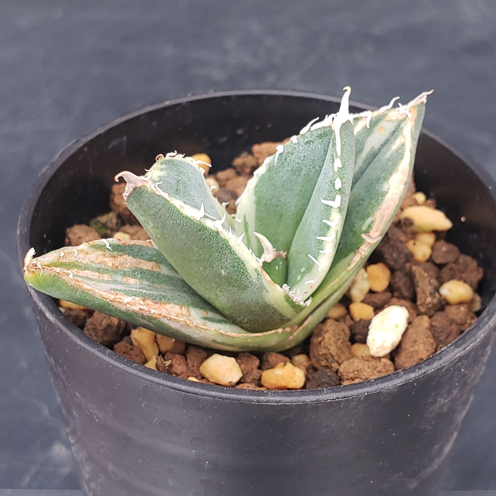 5/28までの出品です。アガベチタノタ　南アフリカダイヤモンド　親株 多肉植物アガベチタノタ 南アフリカダイヤモンド ミニ子株特别価格