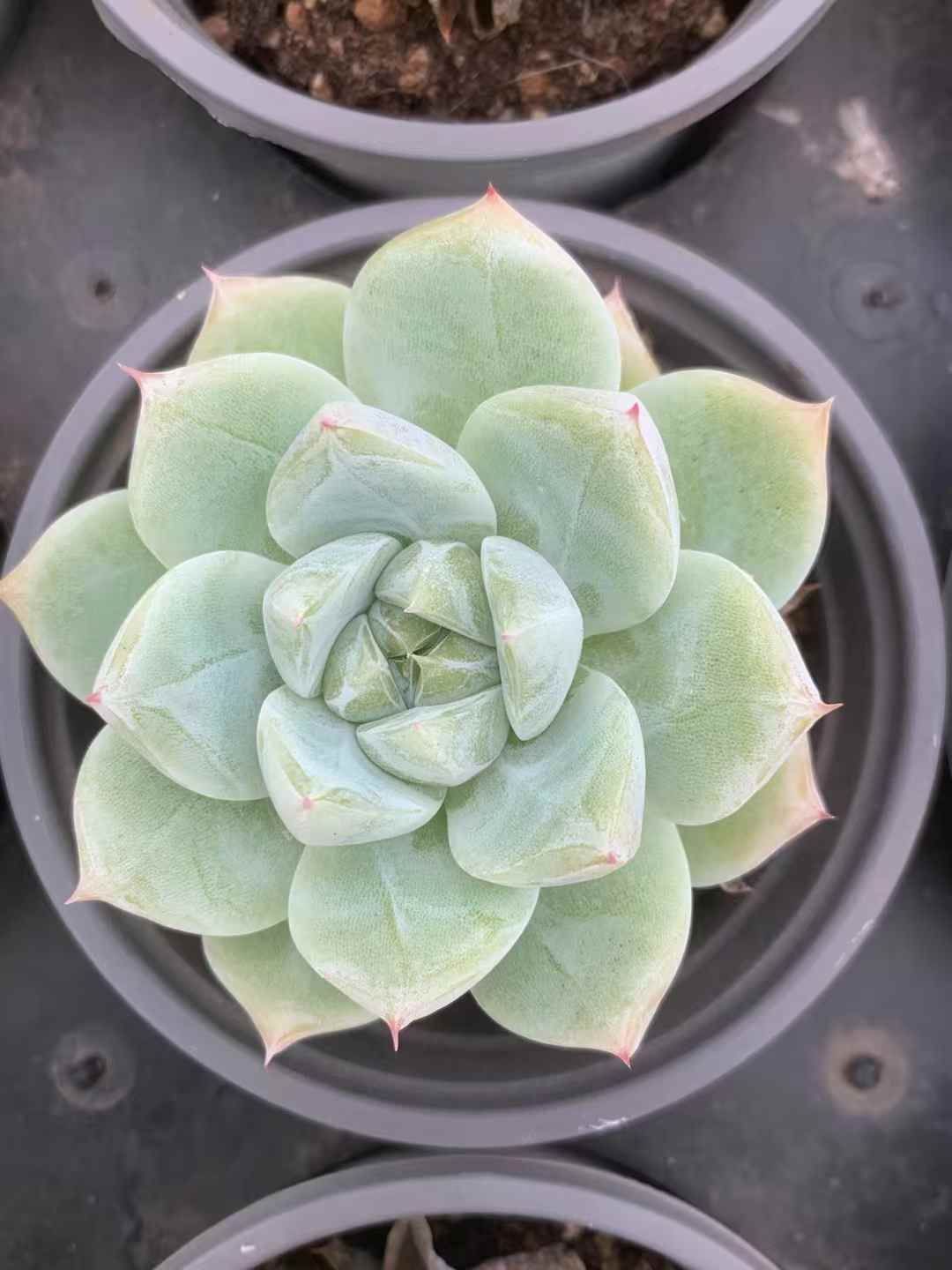 LX70×35 ハクタク 抜き苗 多肉植物 アエオニウム エケベリア 韓国苗