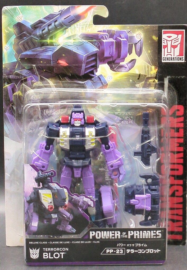 Hoya stenophylla プラグ苗