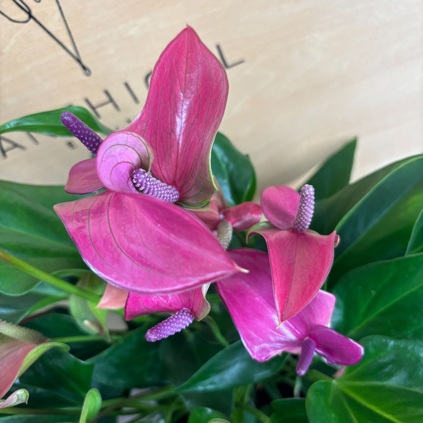 ベゴニア スノーキャップド 斑入り Begonia Snow capped variegated 1