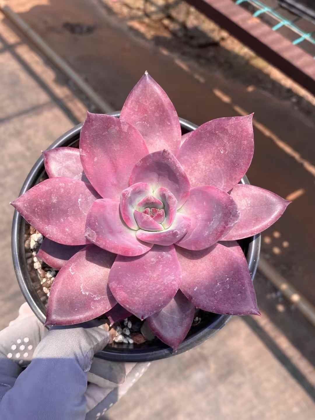 多肉植物 15苗セット 新入荷 15種類セット H234×105苗 土付き