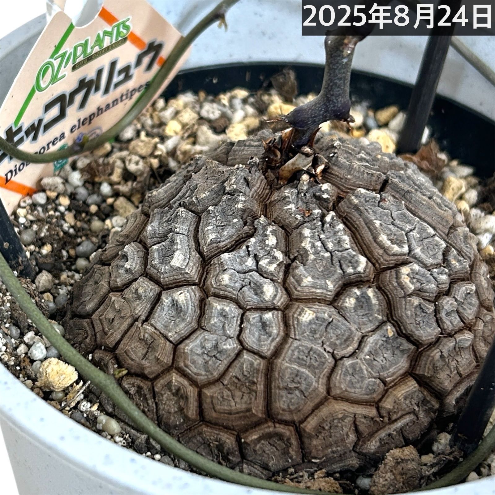 亀甲竜 5年もの 5号 個体B(※現在落葉中) 塊根植物 コーデックス
