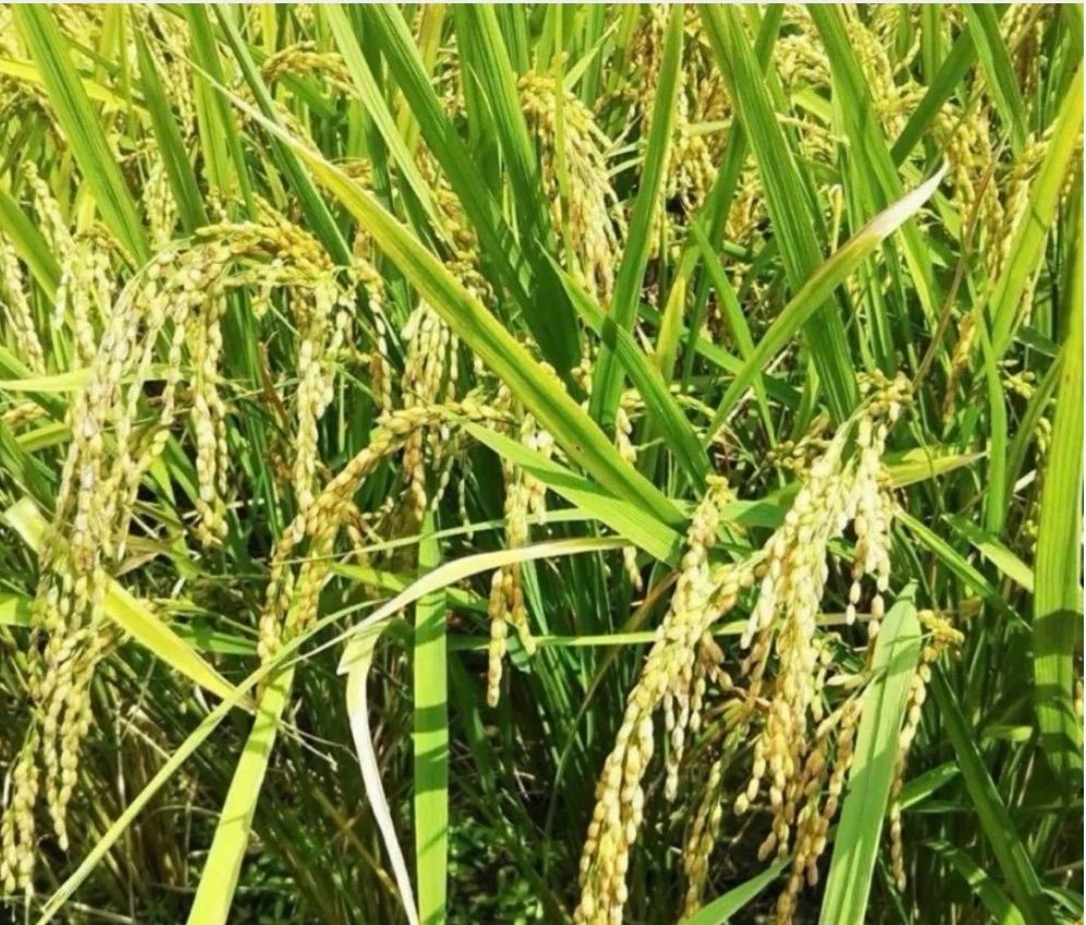 令和7年新米 大分県産 なつほのか 白米27kg - メルカリ