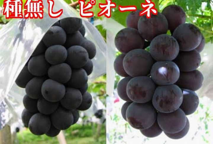 ２品種詰め合せ 御中元