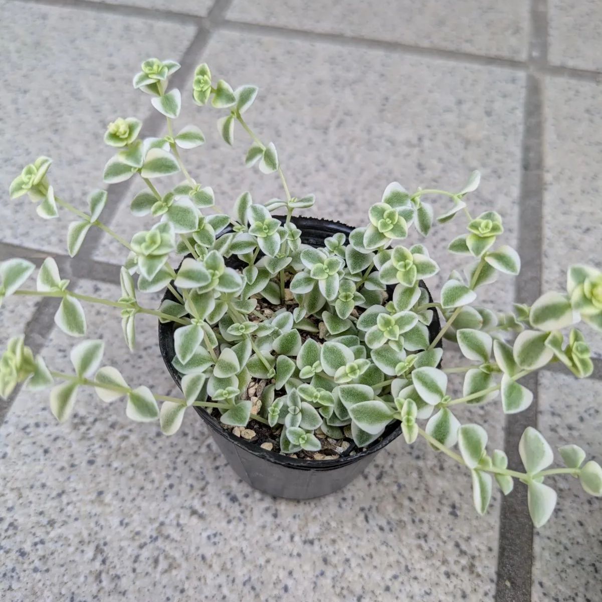 多肉植物　寄せ植え　セダム　パープルヘイズ　50カット 多肉植物 寄せ植え セダム パープルヘイズ 50カット - メルカリ