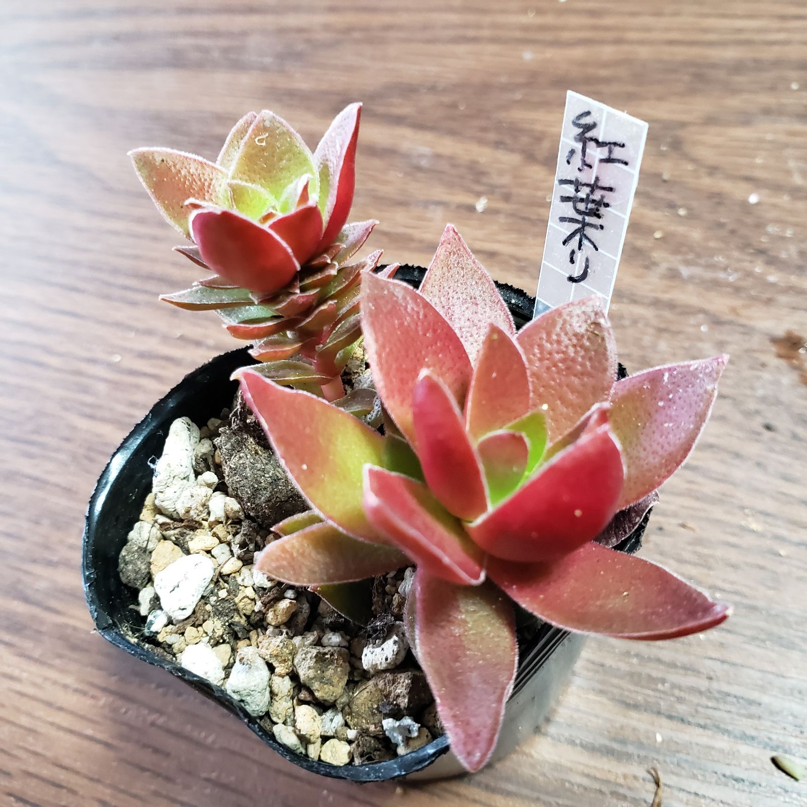 多肉植物 クラッスラ 紅葉祭り 抜き苗 - メルカリ