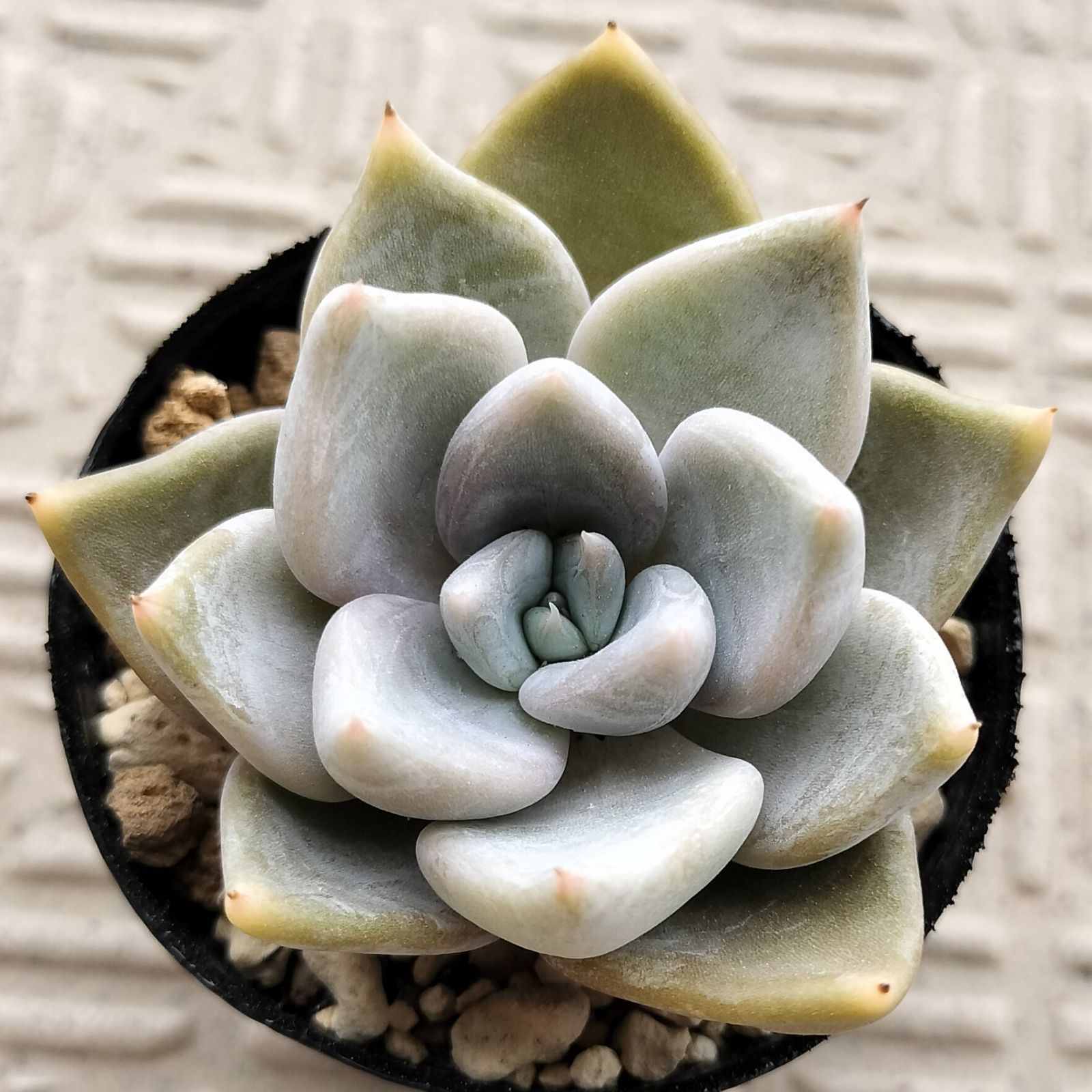 白くま 優木園 多肉植物 エケベリア - メルカリ