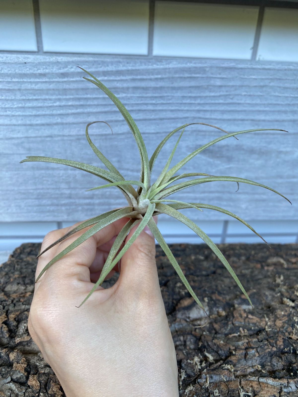 送料無料】xHohenmea 'Ninja Starburst'〔ホヘンメア〕現品発送H217