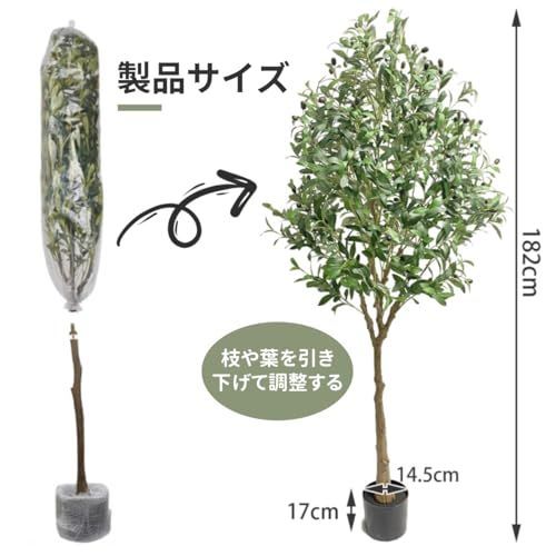 観葉植物