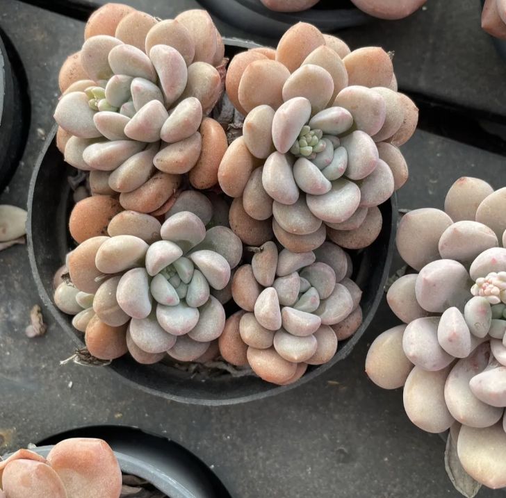 50株の抜き苗セット】ブルミニマ錦 多肉植物 佐川急便発送 エケベリア