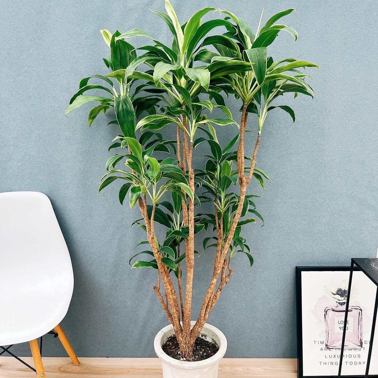 現品］ドラセナ コンシンネ 龍 曲がり 8号 観葉植物 大型 室内 プラ鉢