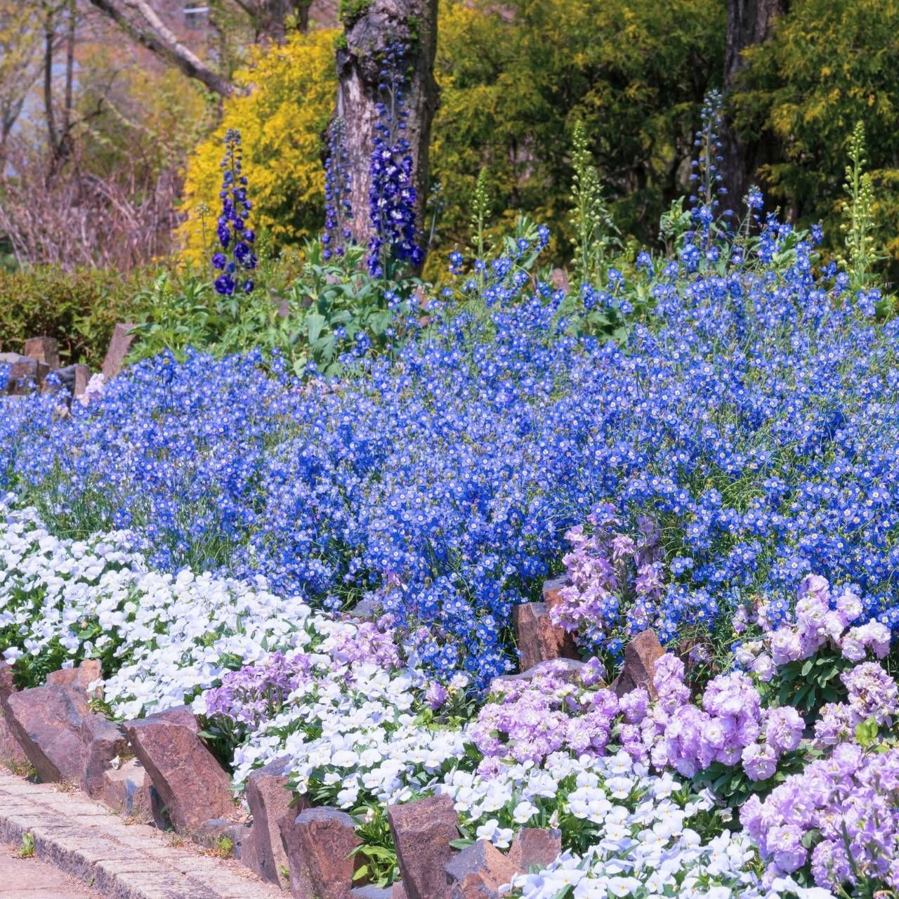 ダイカンドラ 花の種子 30g！緑肥 芝生代用 - 花