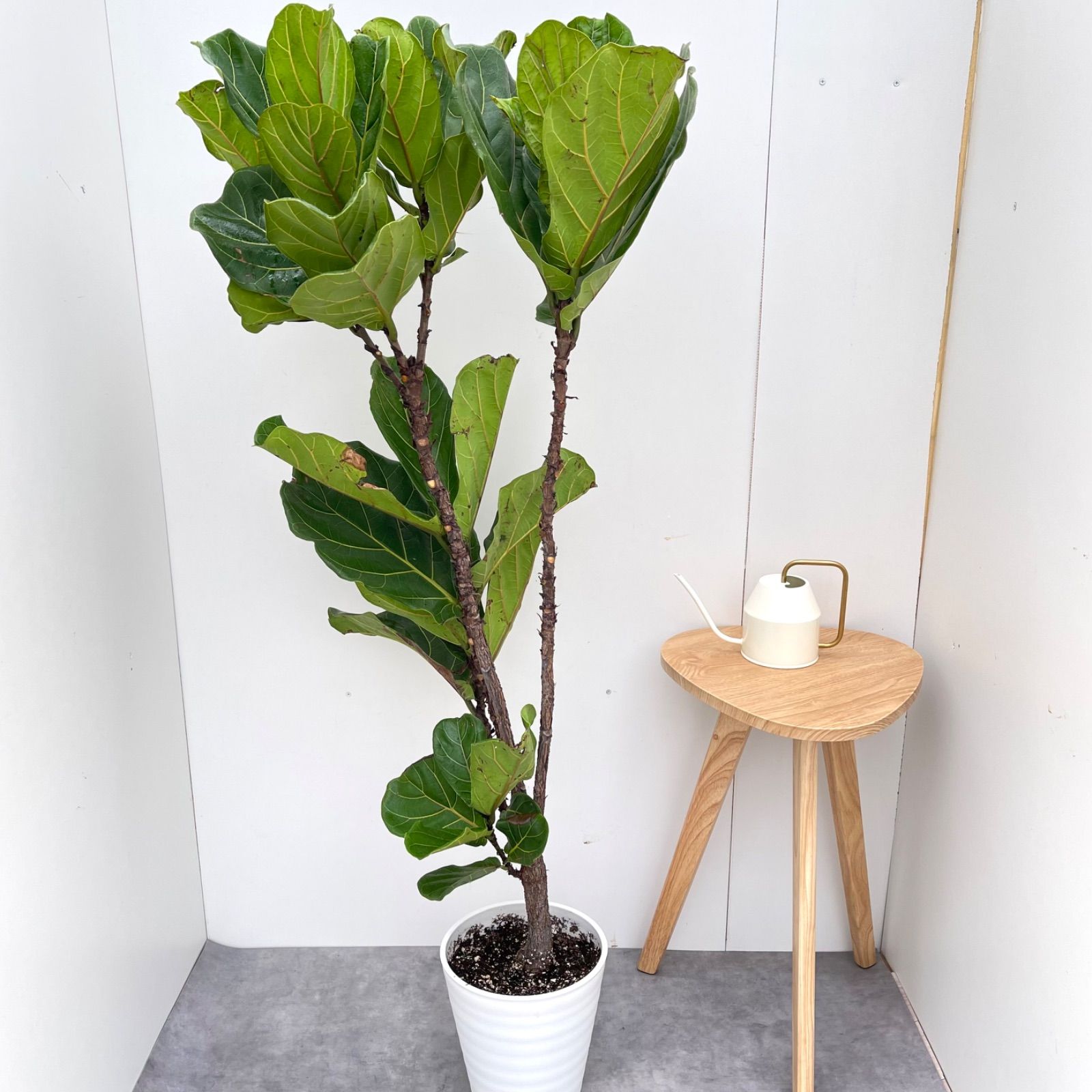 観葉植物