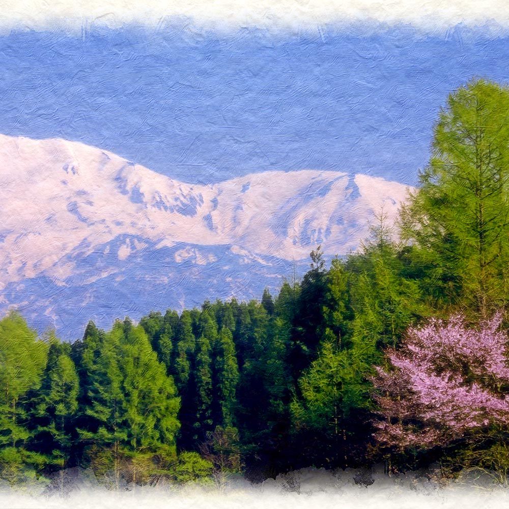 和紙の絵写真 ストア 「残雪の北アルプスと新緑のカラマツと山桜