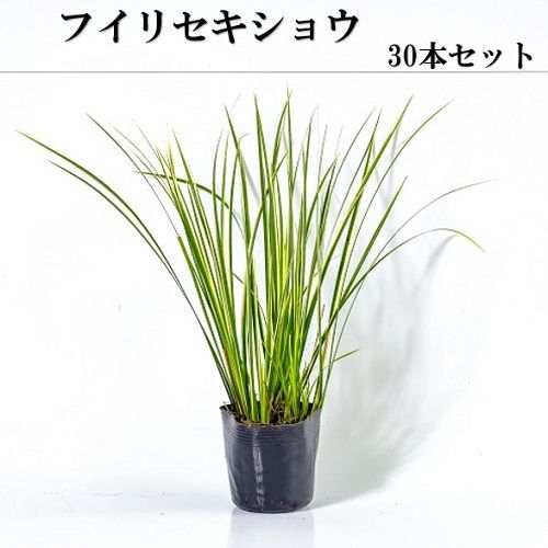 30本セット フイリセキショウ|10.5cmポット