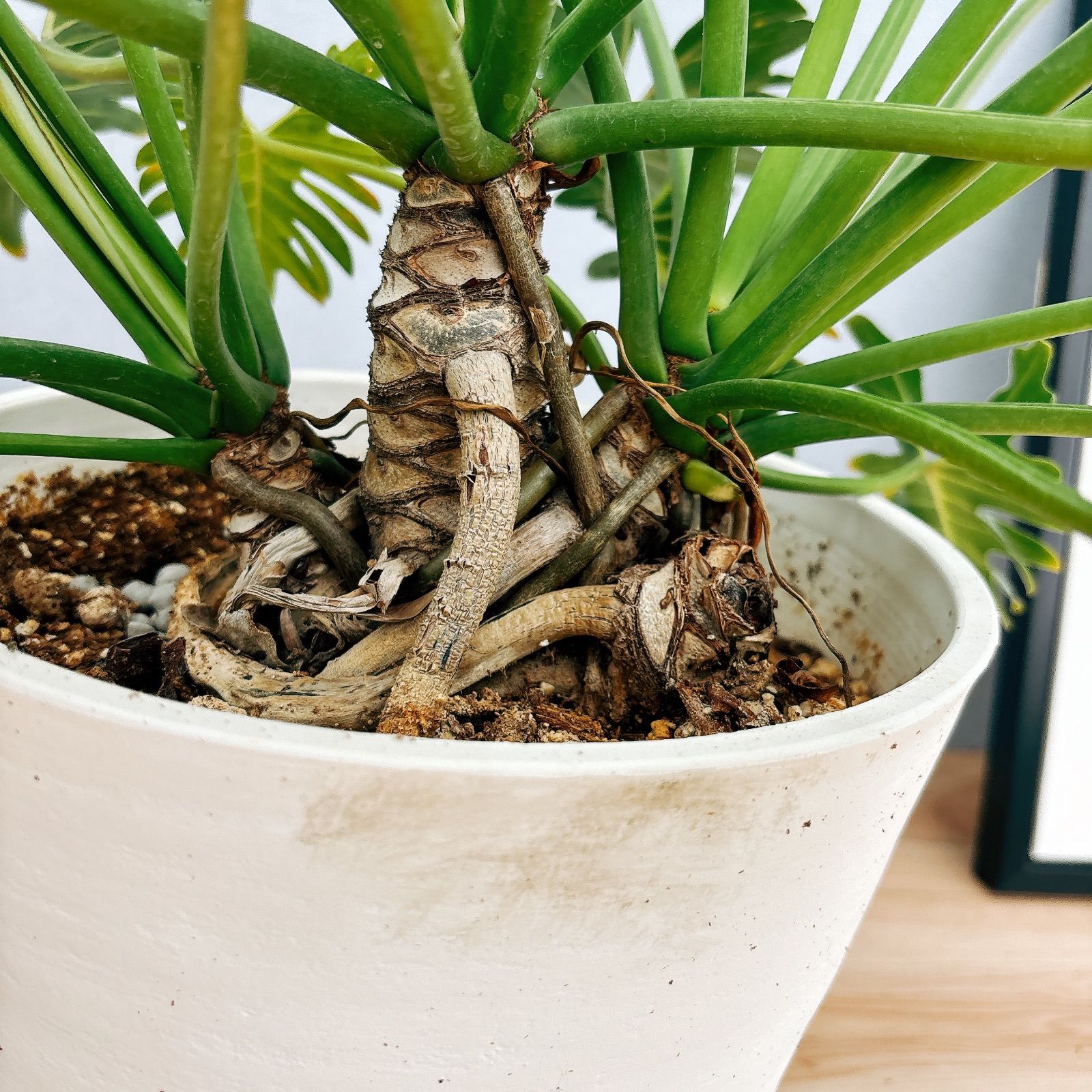 現品］【珍しい】I フィロデンドロン ジャイアントザナドゥ 幹上がり 8