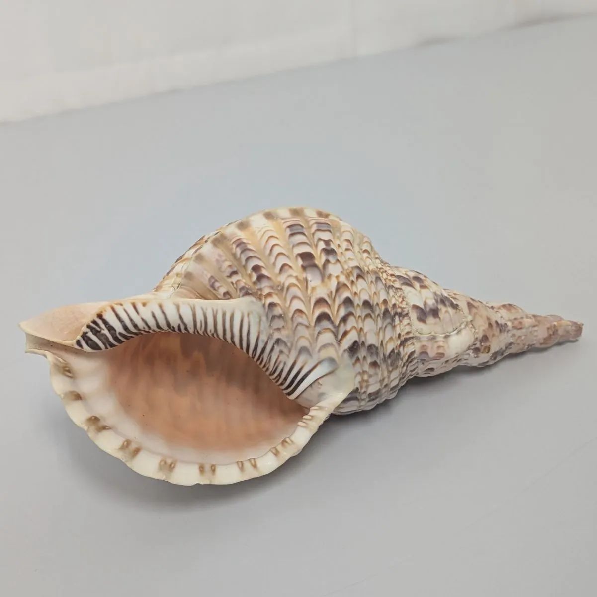 沖縄】天然ホラ貝 法螺貝 ホラ貝 インテリア 魔除け 法螺貝 ホラ貝