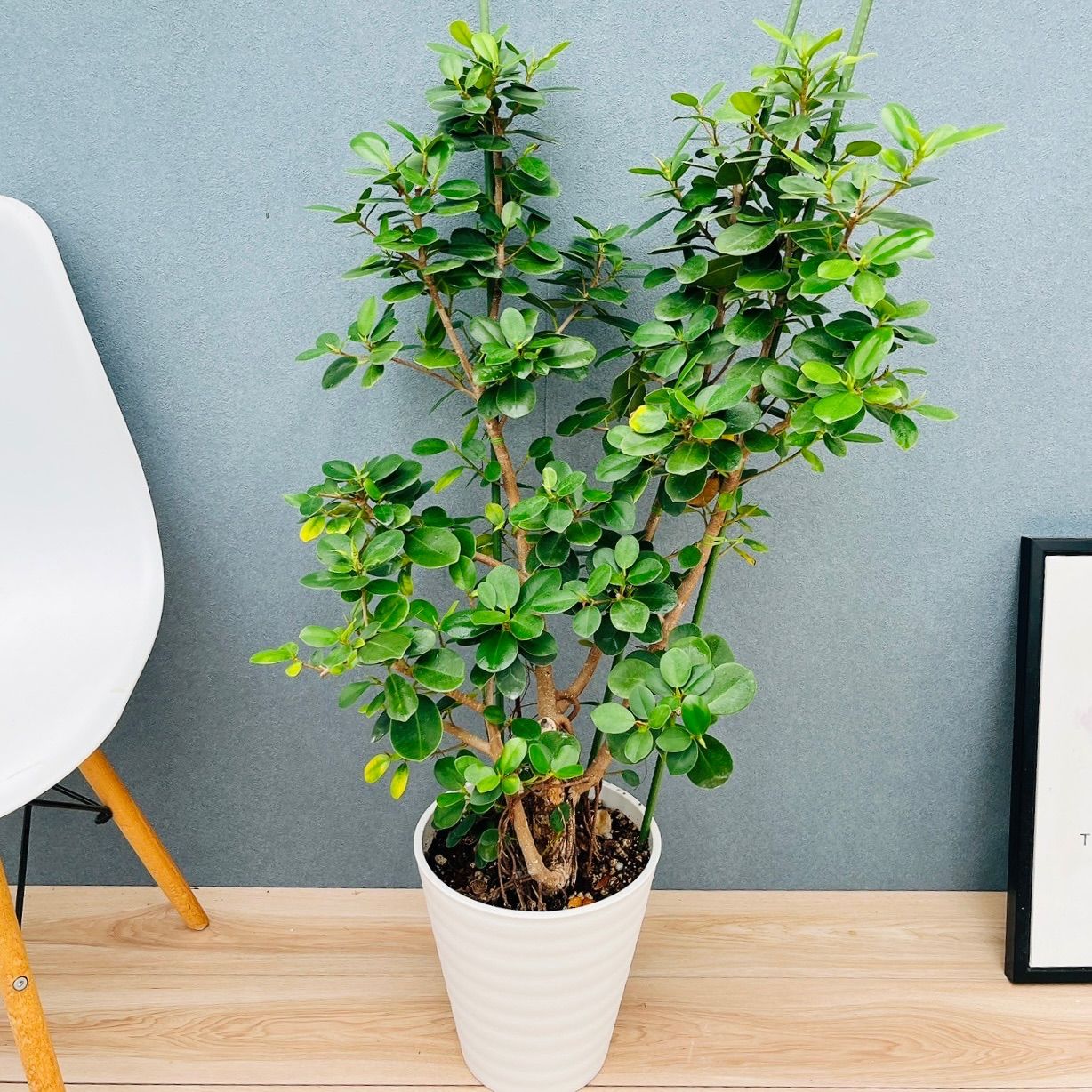 パンダガジュマル　コパンダ接木　3.5号 パンダガジュマル コパンダ接木 3.5号 パンダガジュマル