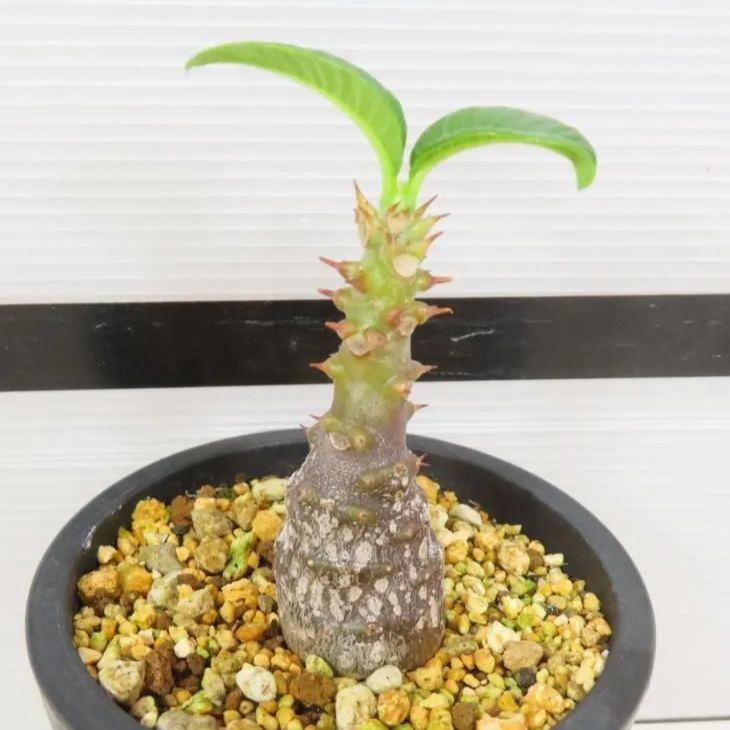 6861 「塊根植物」パキポディウム ウィンゾリ 植え【発根・Pachypodium windsorii・多肉植物・実生】 - メルカリ