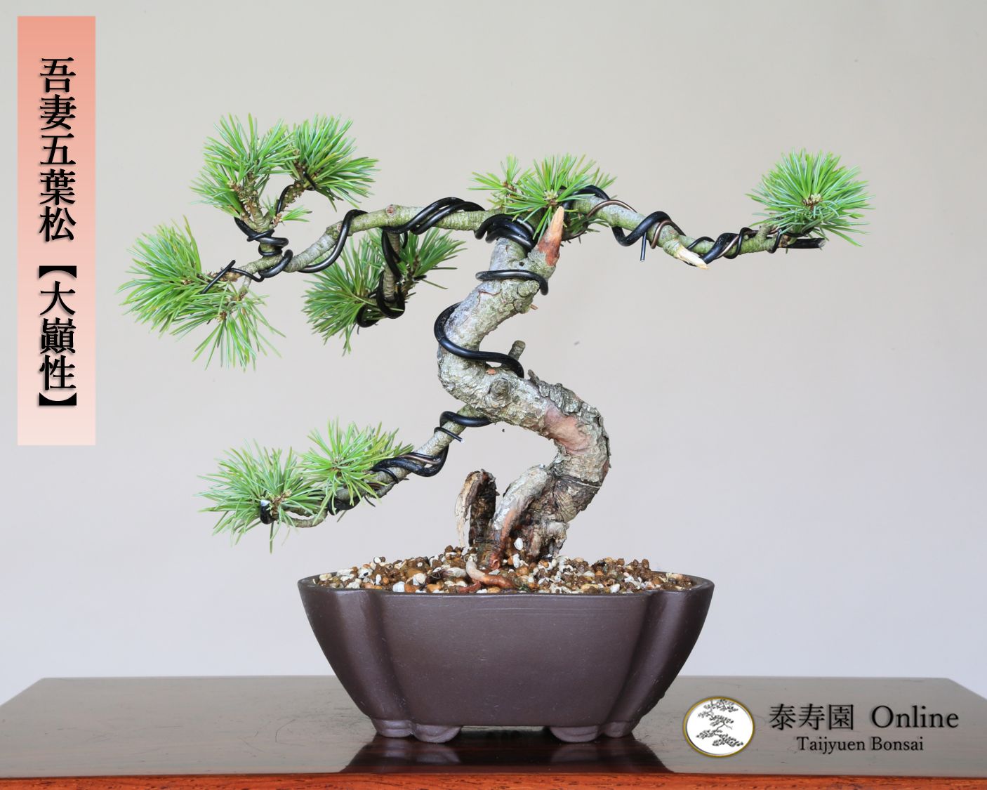 吾妻五葉松 大巓性 ダイテンショウ 実生 小品盆栽 泰寿園 Online 現品 盆栽 松柏 室内 鑑賞 趣味 卓上盆栽 盆栽鉢 グリーン 和 ギフト プレゼント 贈答品 ミニ盆栽 誕生日 母の日 父の日 敬老の日 記念日 お祝い 39