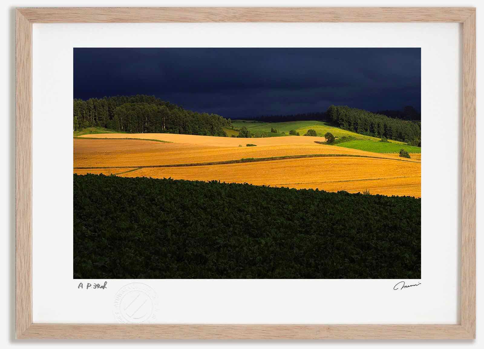 アートフォト 絵画 畑のスポットライト2 高橋真澄/インテリア 額入り