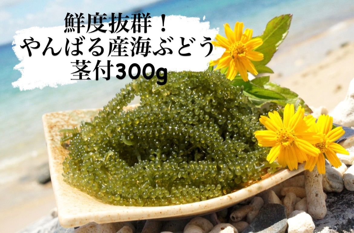 鮮度抜群！やんばる産海ぶどう茎なし特A品300g 信頼 - 野菜