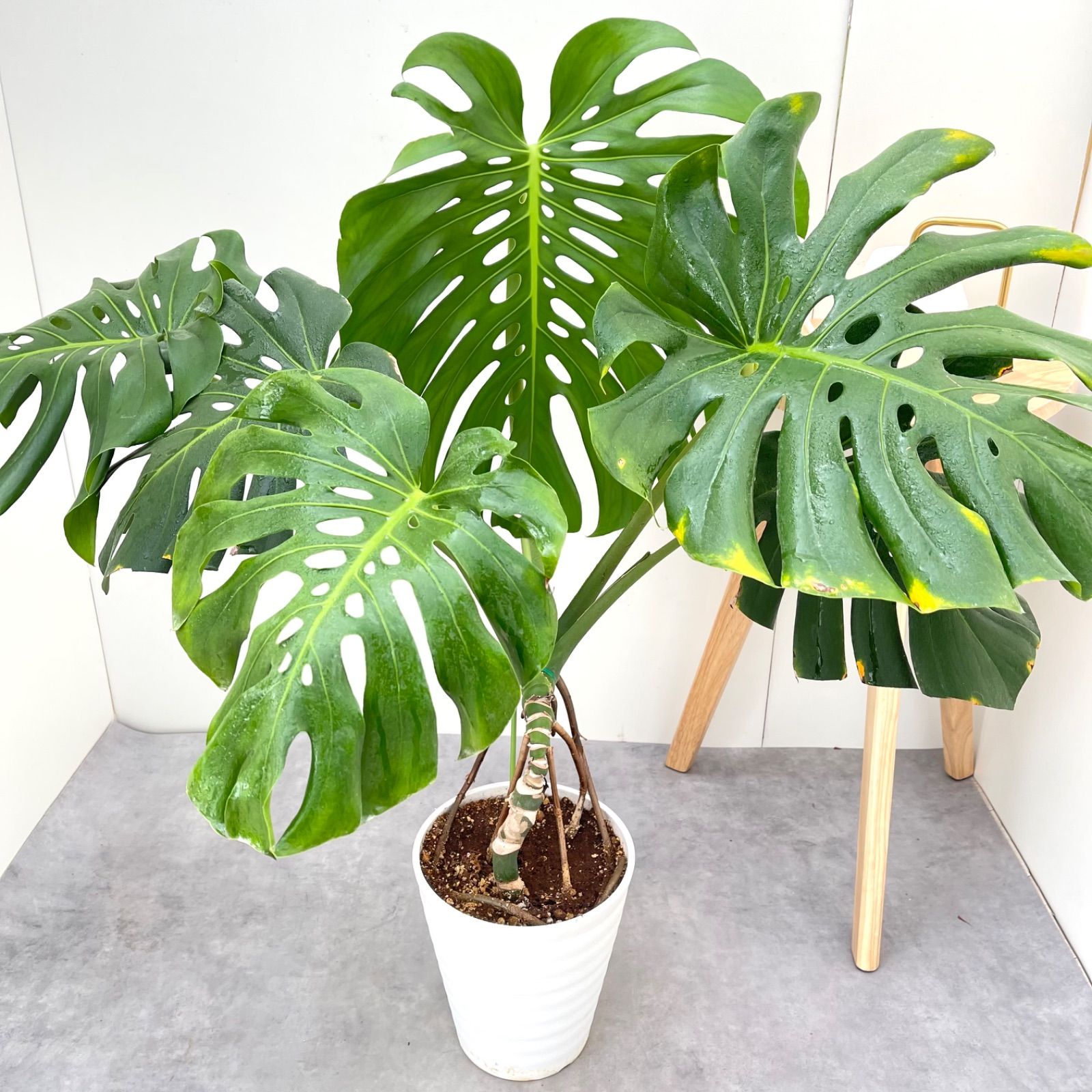 モンステラ 7 現品 観葉植物 幹上がり 室内 7号