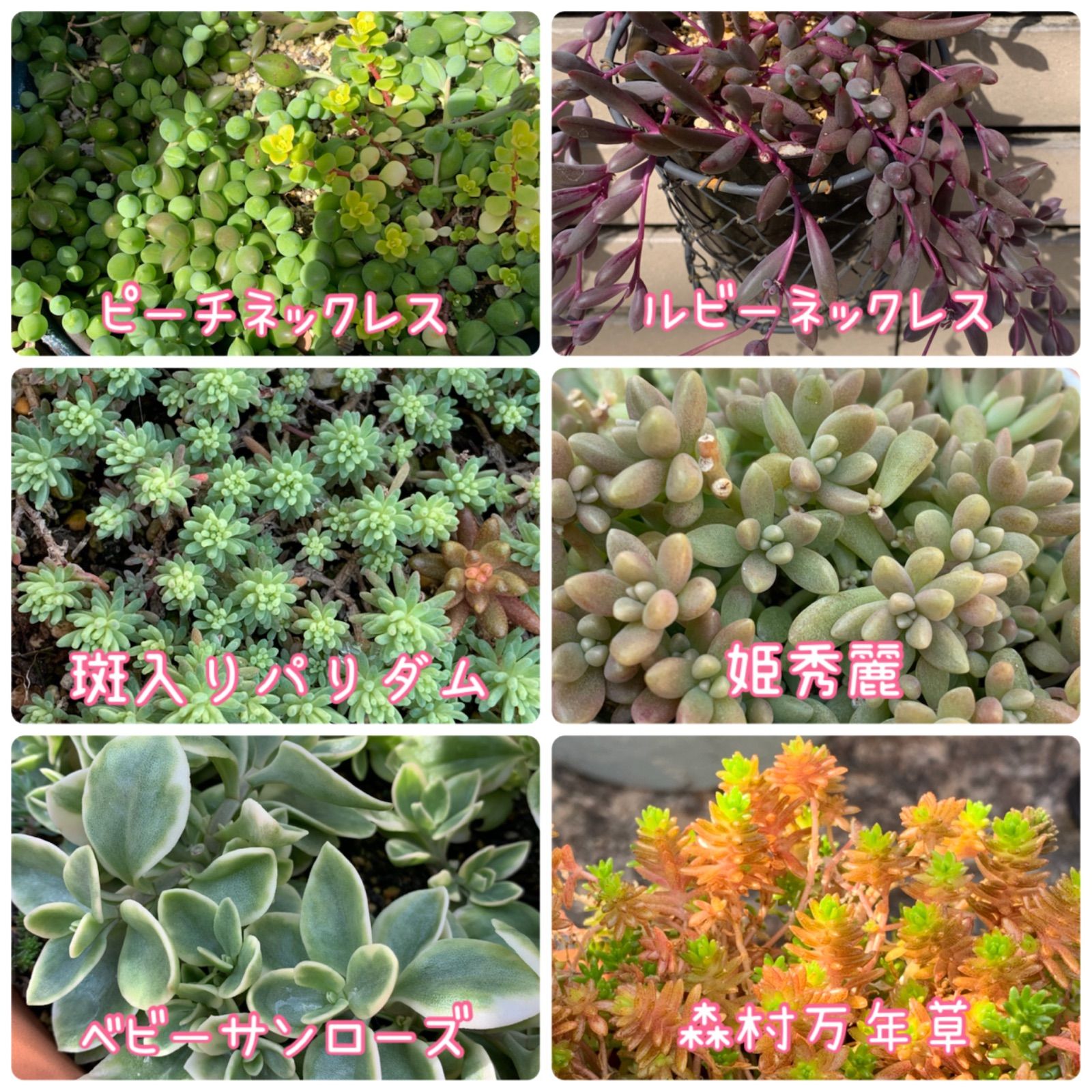 セダム＊カット苗＊6種類セレクトセット☆＊詰め合わせ＊多肉＊ - メルカリ