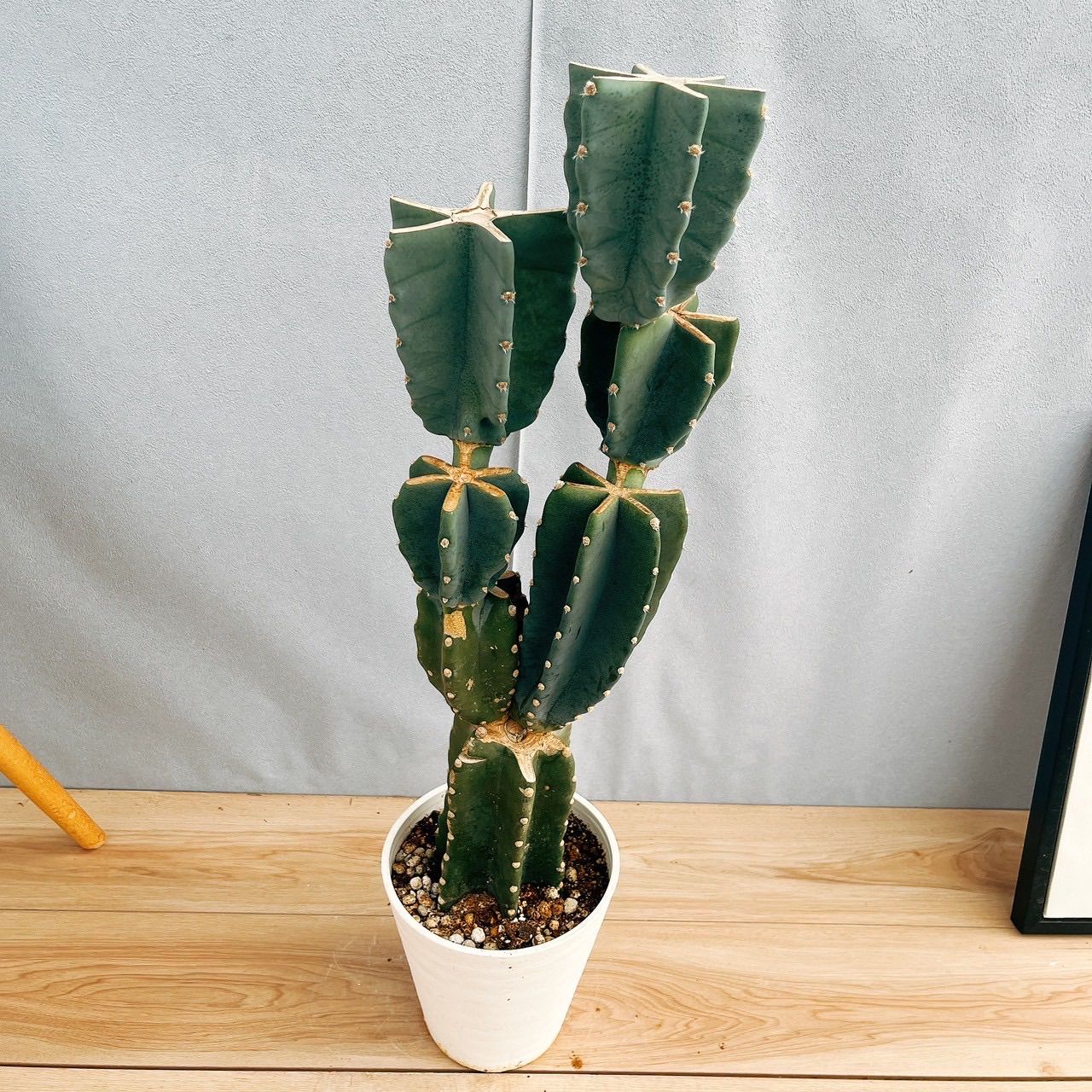 ［現品］ザミア　フロリダーナ　6号　蘇轍　観葉植物　室内　レア　細葉　かっこいい 現品］ザミア フロリダーナ 6号 蘇轍 観葉植物 室内 レア 細葉 かっこいい