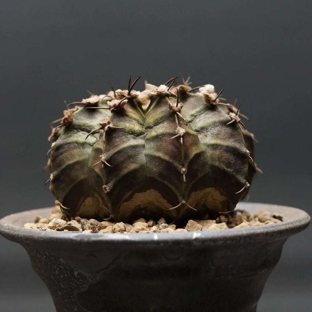 Gymnocalycium