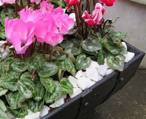 高規格シクラメンを11株寄せ植えした完成品 玄関先にドカンと飾ってください