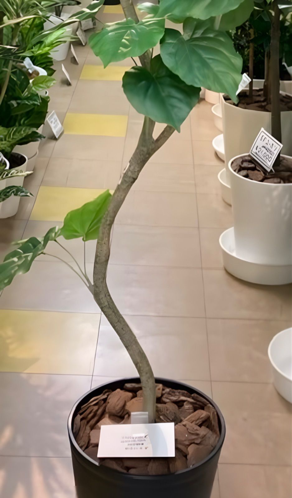 光触媒 人工観葉植物 ウォールグリーン フェイクグリーン ウンベラータ