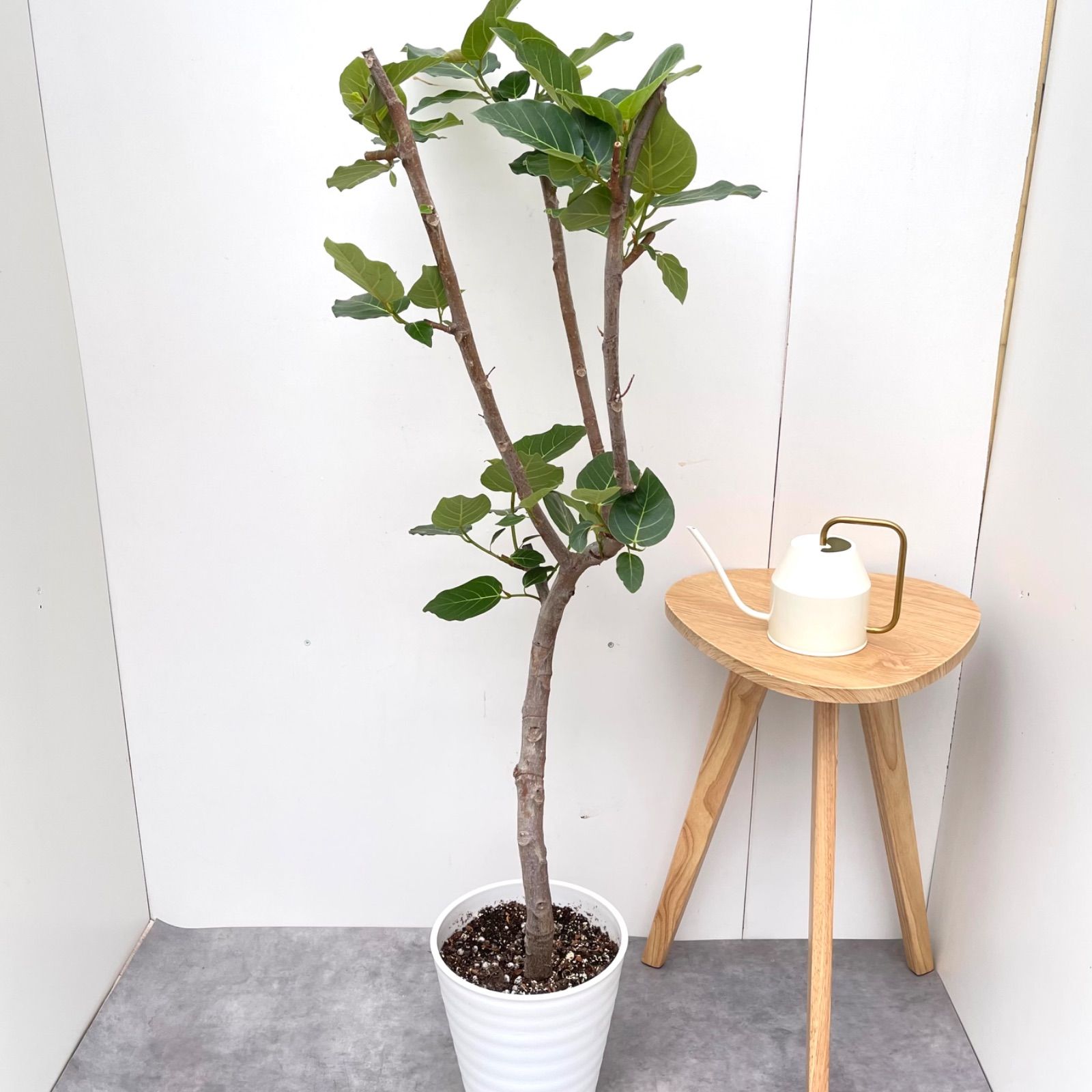 現品］16番 フィカスベンガレンシス 曲がり 8号 観葉 室内 大型 幹太