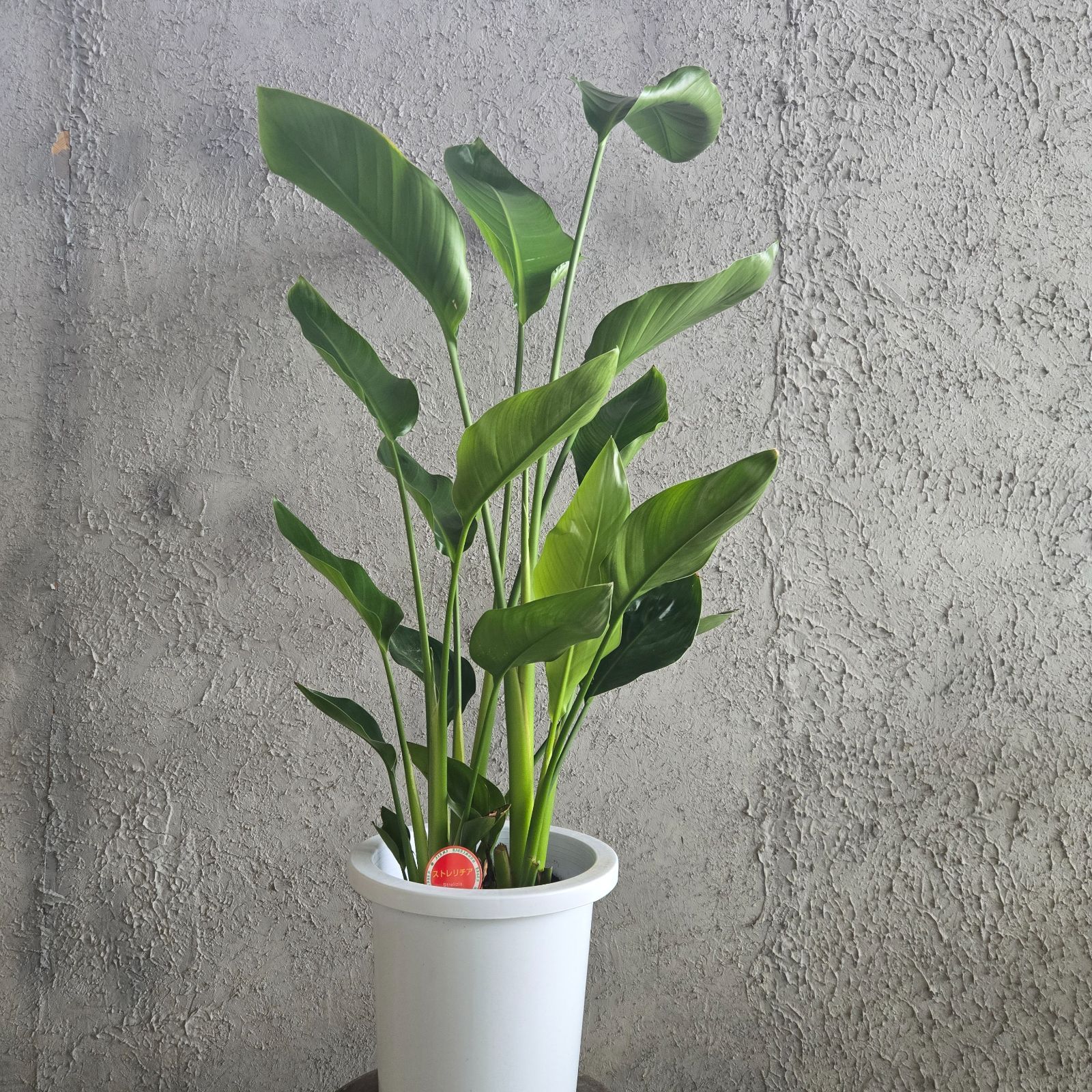 ⑦ ストレリチア オーガスタ8号特大苗木最高等級極上品‼️ 観葉植物