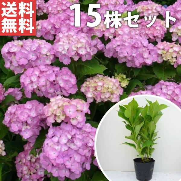 苗|苗木 15本セット アジサイ 赤 樹高0.3m前後 15cmポット 赤花 アカ あじさい 紫陽花 西洋アジサイ 苗木 苗 植木 庭木 生け垣 ka 15本 15
