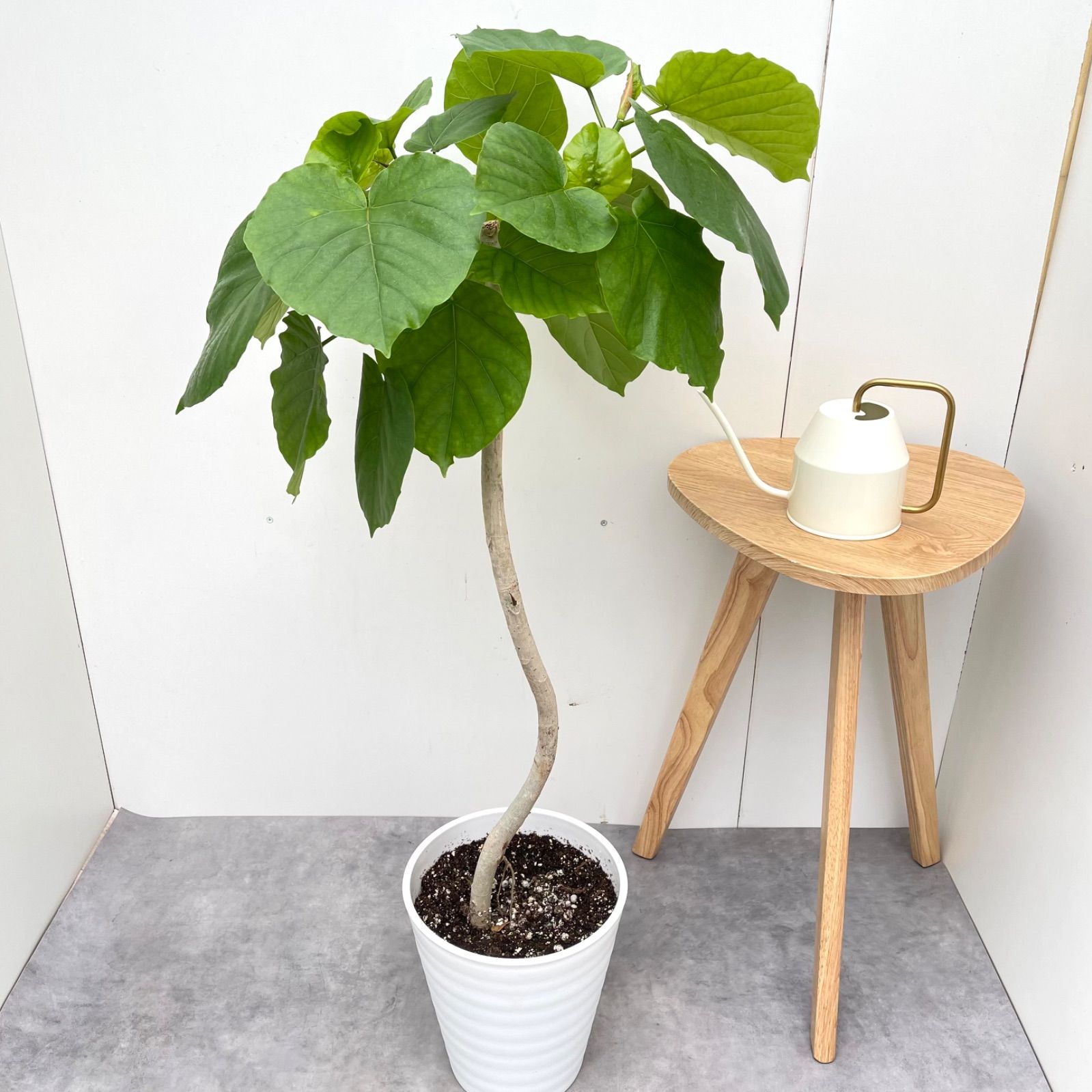 現品］法人価格 7番 フィカス ウンベラータ 曲がり 8号 室内 大型