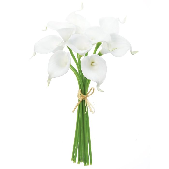 nekoさん専用 アガベ チタノタ ハデス 親株 nekoさん専用 アガベ