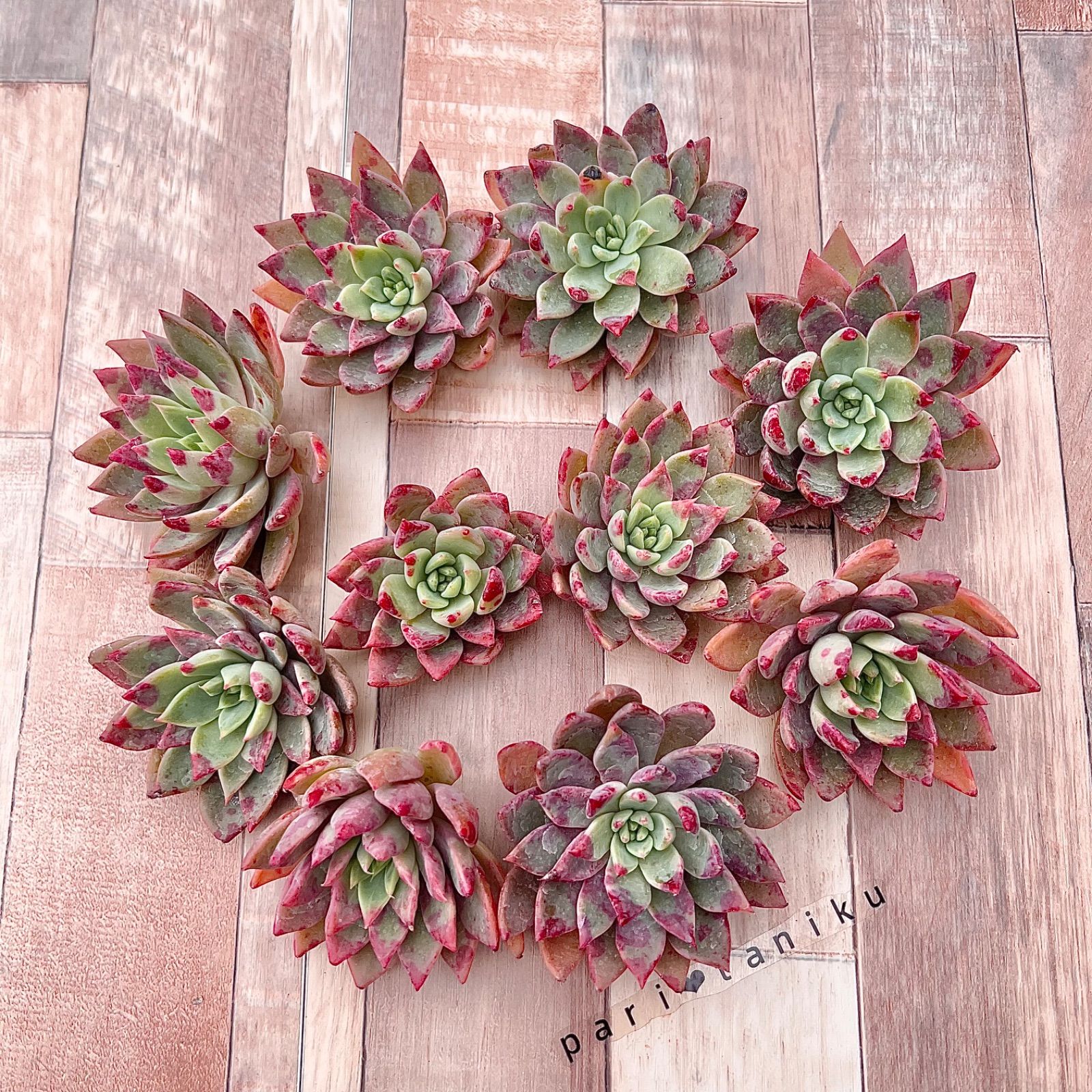 多肉植物 チェリードロップ チャンフィ苗 韓国苗 - メルカリ