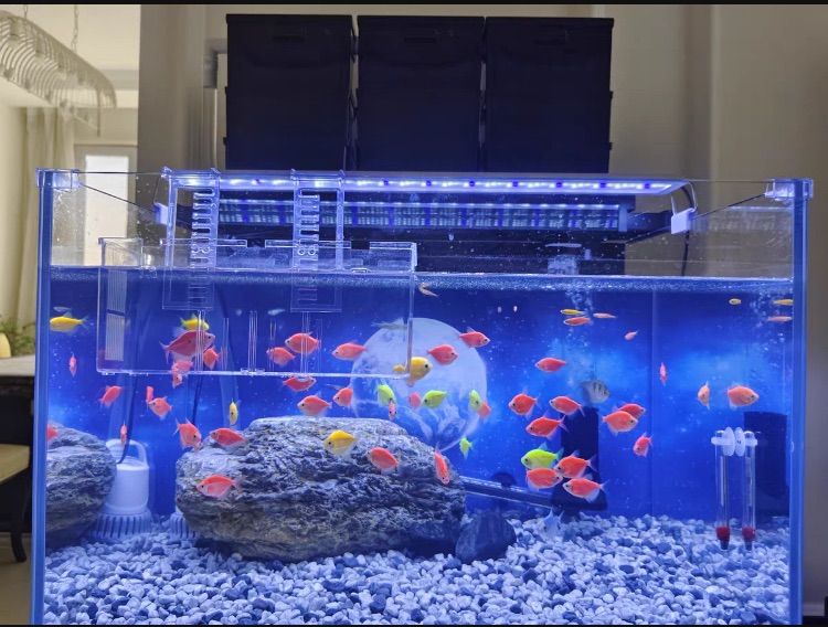 物理と生物濾過フィルター硬質ボックス水質メンテナンス効果あり対応水槽サイズ50-70cmボックス9個