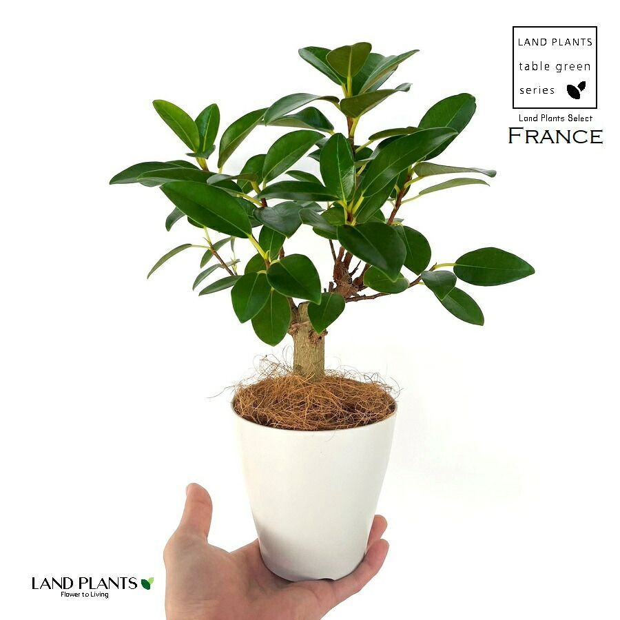 フランスゴムの木　フランスゴム　ルビギノーサ　観葉植物　超幹太　 7号鉢 希少】フランスゴム（幹太）1鉢 4号 ポット苗 ゴム ゴムの木