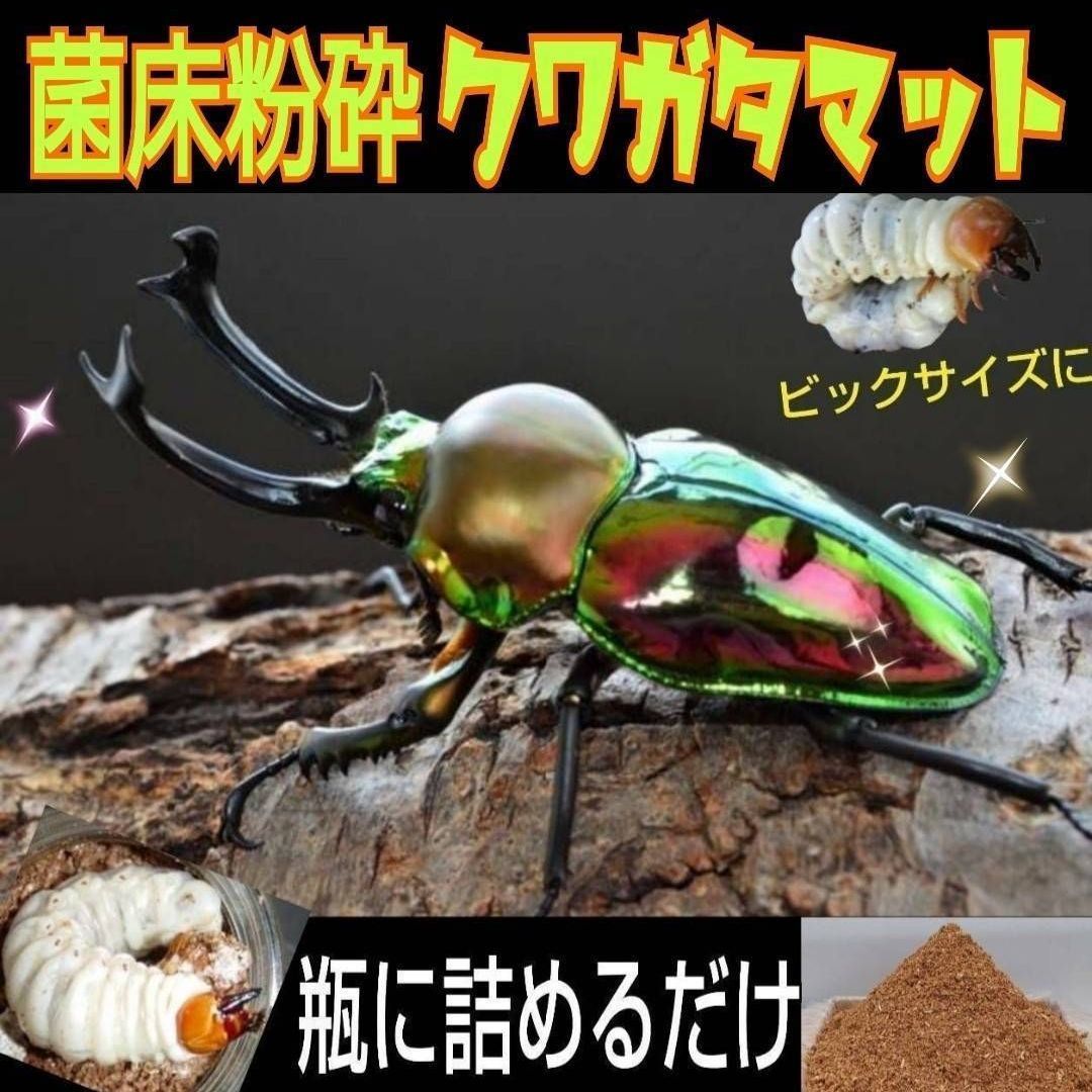 クワガタ幼虫が大きくなる！【改良版】ヒマラヤひらたけ菌床粉砕マット