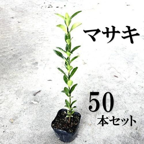 50本セット マサキ樹高0.3m前後10.5cmポット