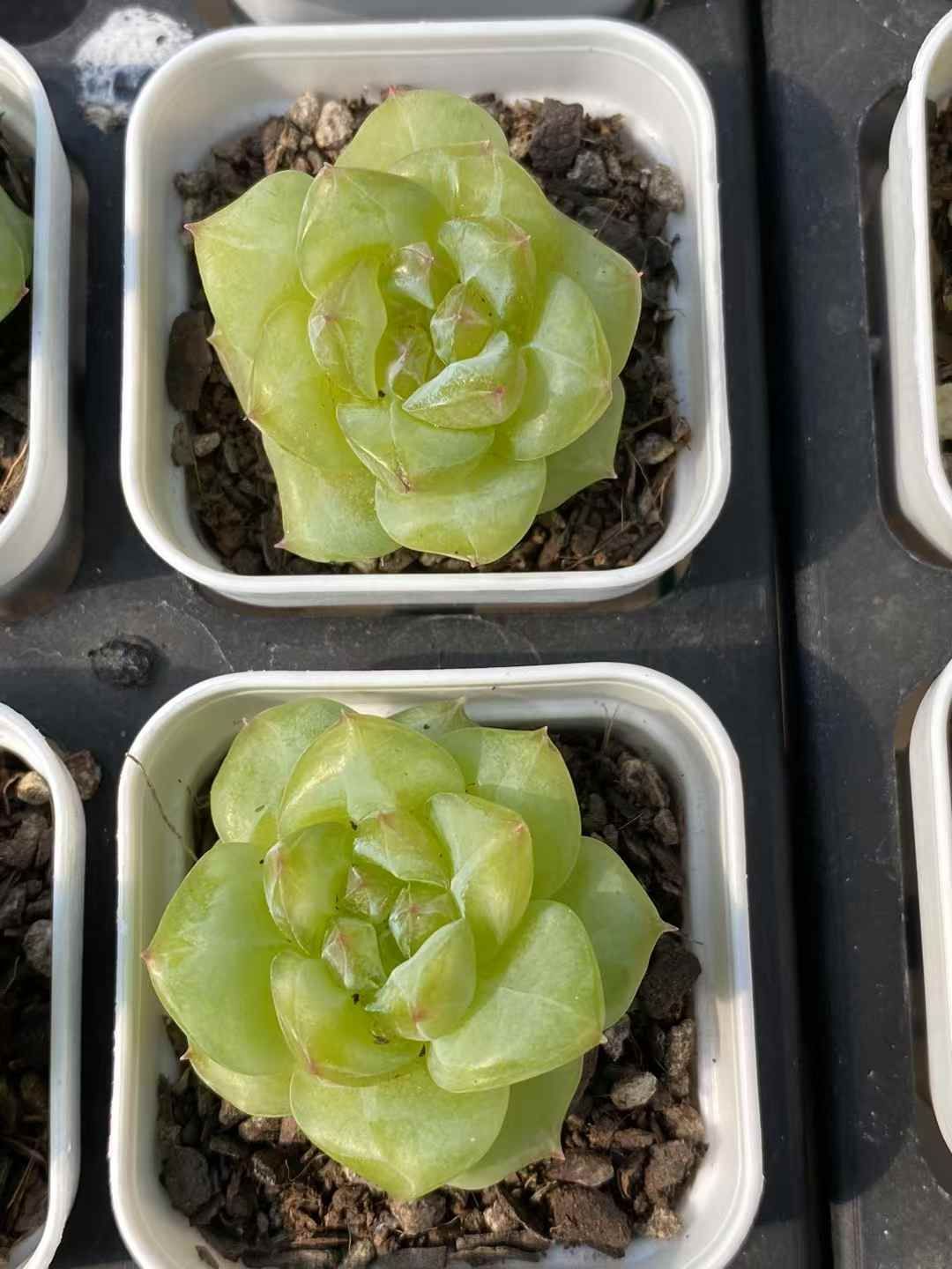 抜き苗 ウィンタープラム DP333×48株 ふっくら 多肉植物 エケベリア サボテン 韓国苗 新入荷
