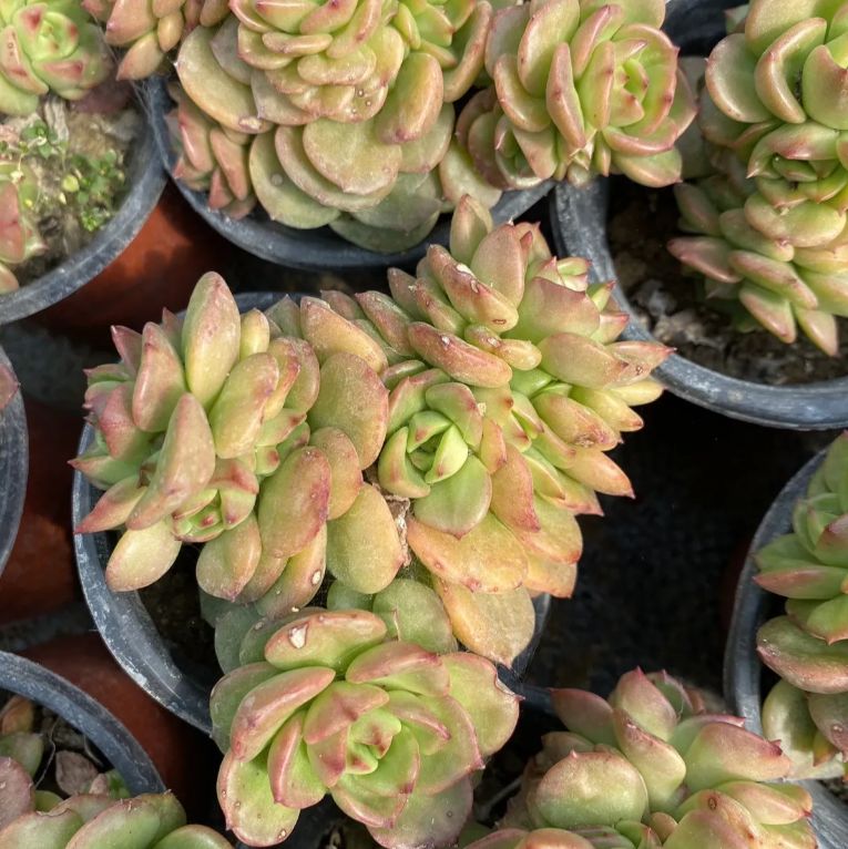 50株の抜き苗セット】エレン錦 多肉植物 佐川急便発送