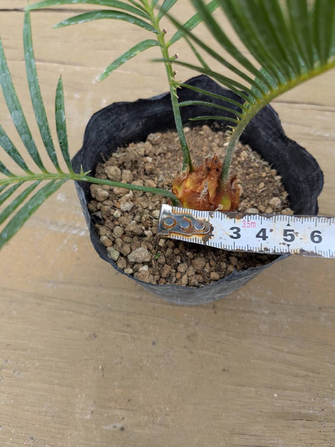 抜き苗発送】実生苗 ソテツ 蘇鉄 Cycas revoluta 2025-5-23-cr5 - メルカリ