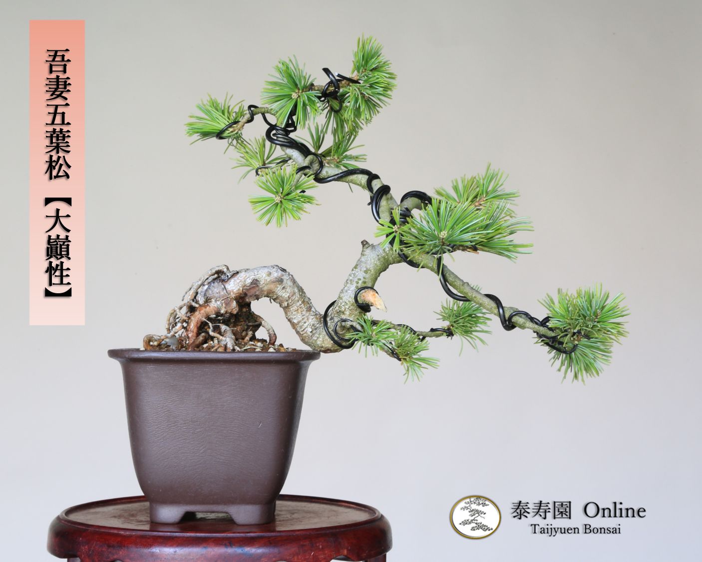 吾妻五葉松 大巓性 ダイテンショウ 実生 根上り 小品盆栽 泰寿園 Online 現品 盆栽 松柏 室内 鑑賞 趣味 卓上盆栽 盆栽鉢 グリーン 和 ギフト プレゼント 贈答品 ミニ盆栽 誕生日 母の日 父の日 敬老の日 記念日 お祝い 43