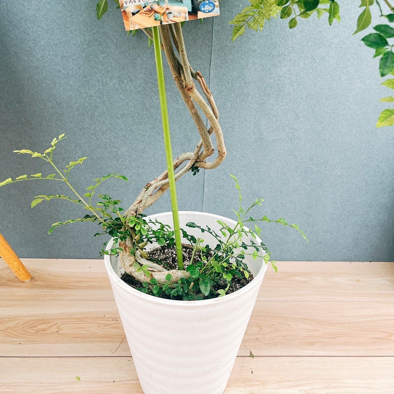 現品 10番 シマトネリコ 曲がり 8号 観葉植物 大型 屋外 ベランダ おしゃれ YUZUMIYA_COM