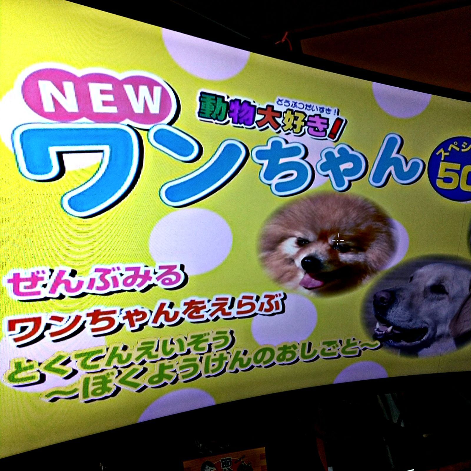 🐈‍⬛🦮🐕️🐩💕動物 大好き! NEW-ワンちゃん! スペシャル 50
